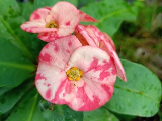 pink hibiscus flower blooming in garden 