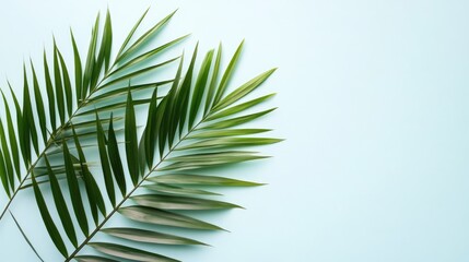 Obraz premium palm leaves isolated on a white blue background