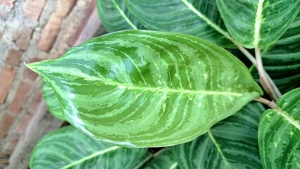 Aglaonema Crispum Leaf Texture and Pattern in High-Resolution Nature Photo, Ideal for Wallpapers, Backdrops, and Natural Decorative Designs