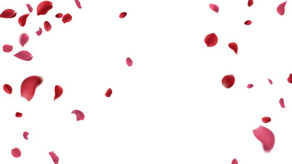Red rose petals fly in a circle on a white background.