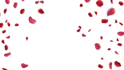 Red rose petals fly in a circle on a white background.
