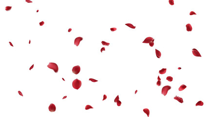 Red rose petals fly in a circle on a white background.