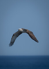 Eagle flying over water