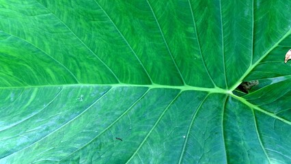 Green Taro Leaf Background, High-Resolution Nature Texture for Wallpapers, Patterns, Backdrops, and Organic Design Projects