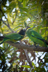 blue and green parrots kissing