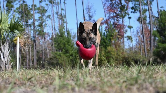 Belgian Malinois carrying a toy towards camera in slow motion