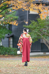 Fototapeta premium A Japanese woman in her 20s wearing a red kimono (Hakama), a staple for Japanese university graduates, walks in front of a traditional Japanese house with beautiful autumn leaves.