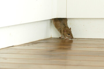 ship rat (rattus rattus) emerges from unseen crevice on to a wooden floor in house interior
