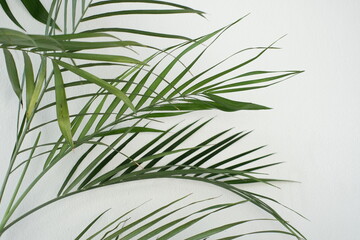 bamboo leaves