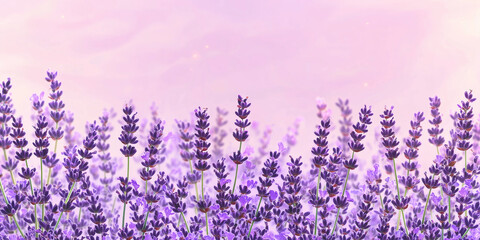 Naklejka premium Panoramic banner of lavender with essential oil. Panoramic banner or header of fresh purple lavender with flacons of essential oil for aromatherapy, alternate medicine and perfumery 
