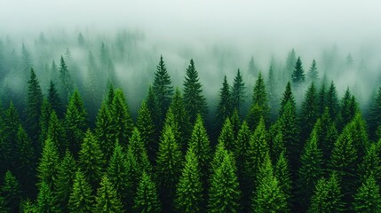 Fototapeta premium A serene aerial view of lush pine trees surrounded by misty fog in a tranquil forest.