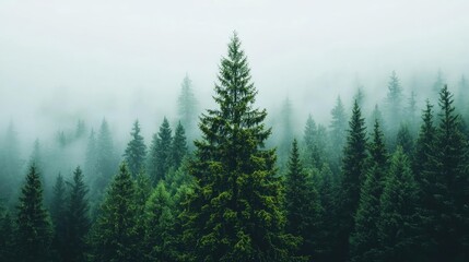 Serene misty forest with tall evergreen trees surrounded by lush greenery.