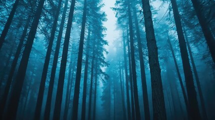 Naklejka premium Mysterious forestscape with towering trees shrouded in fog and blue-toned hues.