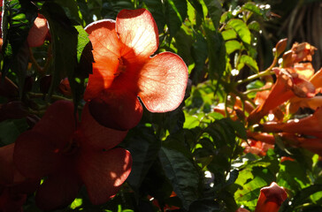 Flor de taco de reina atravesada por la luz del sol en donde se aprecian las venas de los pétalos.