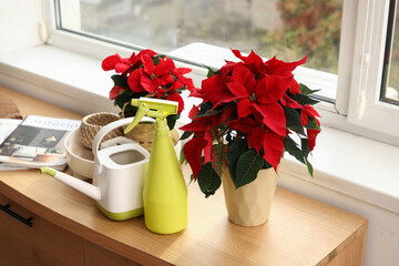 Christmas plant poinsettia with watering can and spray bottle on commode in living room