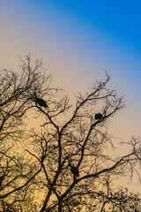 aves en arbol con cielo de fondo