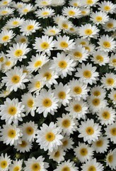 Dense cluster of white chrysanthemum buds against black  , peaceful, art