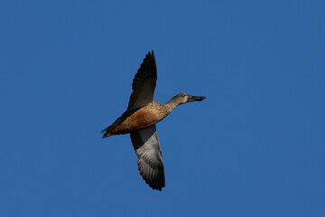 Male wild duck flying,  seen in a North California marsh