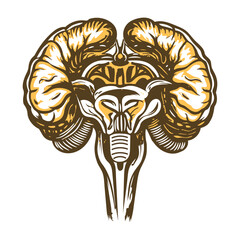 Vintage illustration of human brain stem