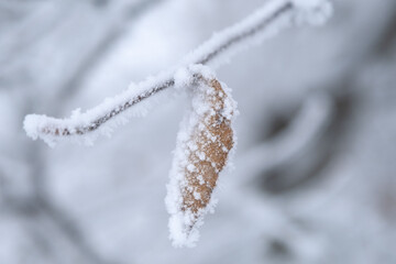 凍る残葉　ブナ