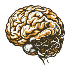 A vintage illustration of cerebrum