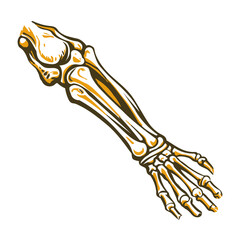 A vintage illustration of forearm bones
