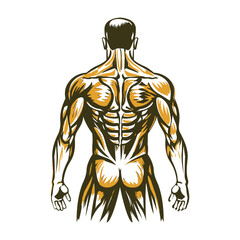 Vintage illustration of human back with gluteus maximus muscles