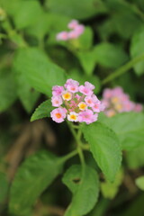 pink and white flower