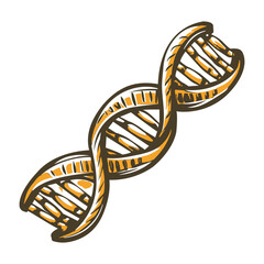A vintage illustration of rna structure