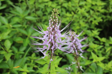 butterfly on thistle