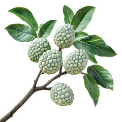 Fototapeta premium Nature's unique fruits on a branch close-up view transparency background botanical beauty natural environment