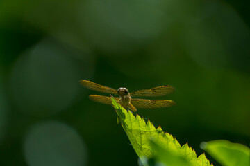 libélula con sus alas desplegadas sobre hojas 