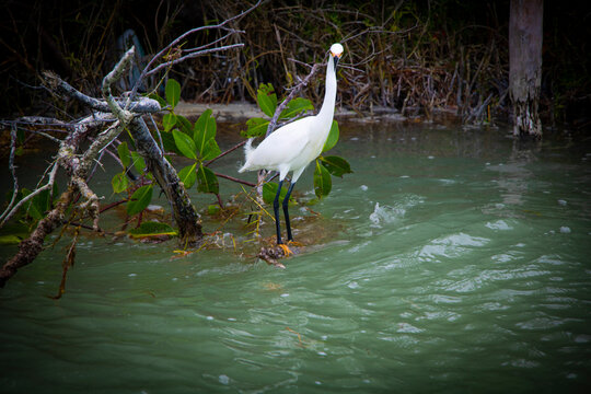 Garza Dedos Dorados (EGRETTA THULA) Garza blanca de tama&ntilde;o mediano. Con pico largo, delgado y negro. Patas negras y pies amarillos. Yucat&aacute;n M&eacute;xico