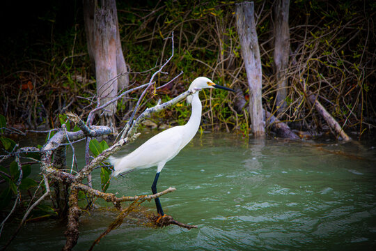 Acercamiento de Garza Blanca entre manglares de los r&iacute;os a Isla Columpios cerca de Progreso Yucat&aacute;n