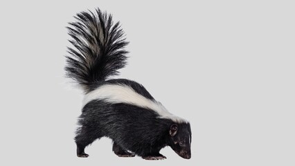 Striped Skunk Closeup. Adorable Classic Black and White Skunk Isolated on White Background