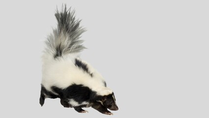 Striped Skunk Closeup. Adorable Classic Black and White Skunk Isolated on White Background