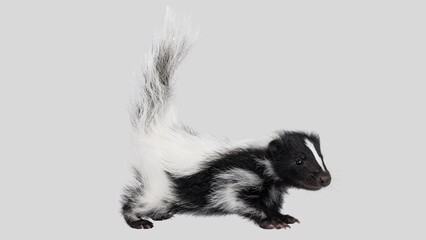 Striped Skunk Closeup. Adorable Classic Black and White Skunk Isolated on White Background