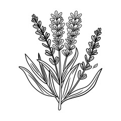 A hand drawn icon of lavender stem