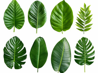 Vibrant Green Tropical Leaves Illustration