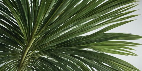 Obraz premium Close-up shot of a single tropical palm leaf with a unique shape and coloration, closeup photography, outdoor subject