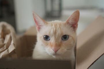 Cat in a box