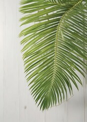 Fototapeta premium Green palm leaf on white wooden background with soft focus and warm light filtering through the gap, warm glow, peaceful, nature