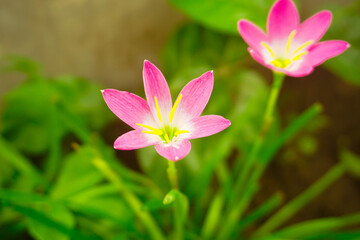 Pink Rain Lily in Bloom. A close-up of a delicate pink rain lily in full bloom. Zephyranthes minuta pink flowers