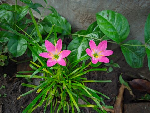 Pink Rain Lily in Bloom. A close-up of a delicate pink rain lily in full bloom. Zephyranthes minuta pink flowers