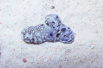 Blue Patched Tunicate, Botryllus spp