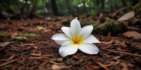 Single white Frangipani petal dropped on the forest floor , single, delicate bloom