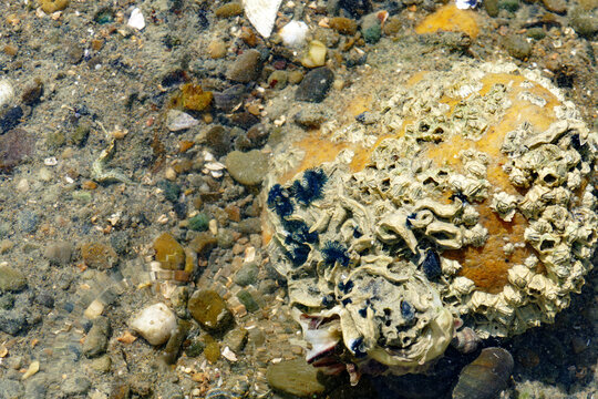 a grouping of blue tubeworms, blue tenacles out on a rock in moutere inlet estuary new zealand