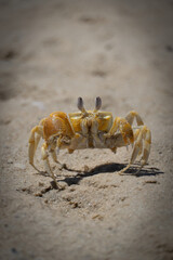 crab on the sand