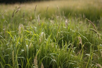 Fototapeta premium Beautiful Lush Grass Backgrounds for Nature Collages