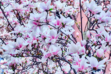 Close up of blooming white and pink Magnolias